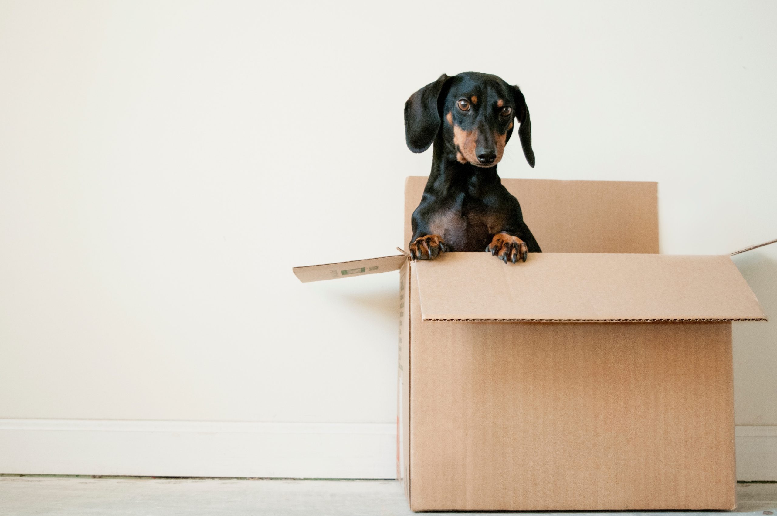 PYM-Plan-Your-Move-Chien-Carton-Demenagement